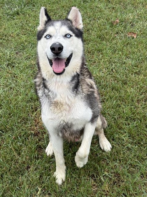 Photo of Charles, adoptable Siberian Husky in Riverside, California