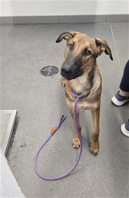 Photo of Luke, adoptable Labrador Retriever in Mesa, Arizona