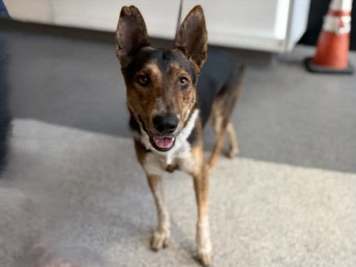 Photo of Spawn, adoptable German Shepherd Dog in Los Angeles, California