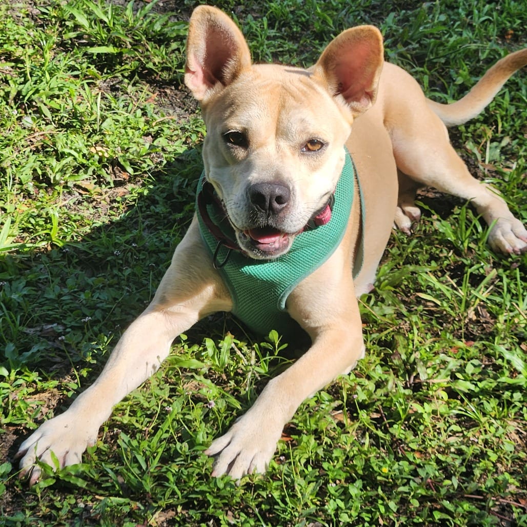 Photo of Hope, adoptable Mixed Breed (Medium) in Gainesville, Florida