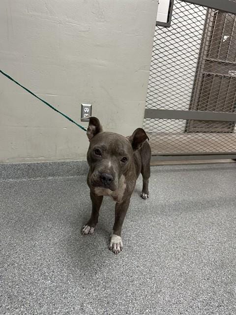 Photo of Mocha, adoptable Staffordshire Bull Terrier in Pasadena, Texas