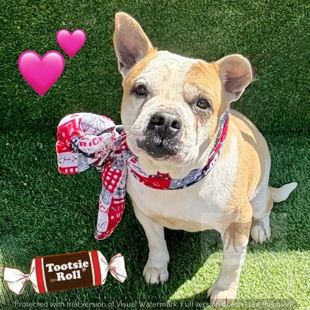 Photo of Tootsie, adoptable American Pit Bull Terrier mix in Chicago Ridge, Illinois
