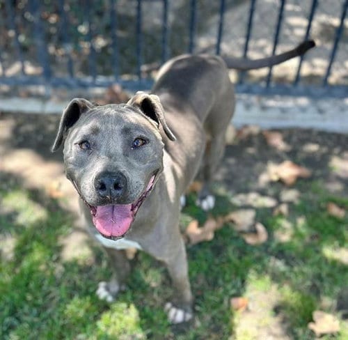 Photo of Luz, adoptable Pit Bull Terrier in Riverside, California