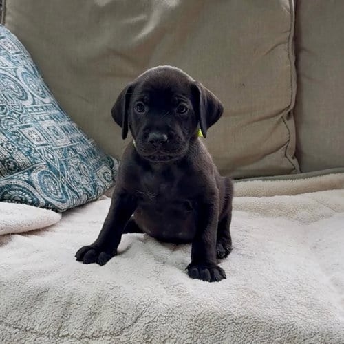 Photo of Princess Pup Naveen, adoptable Labrador Retriever in Chantilly, Virginia