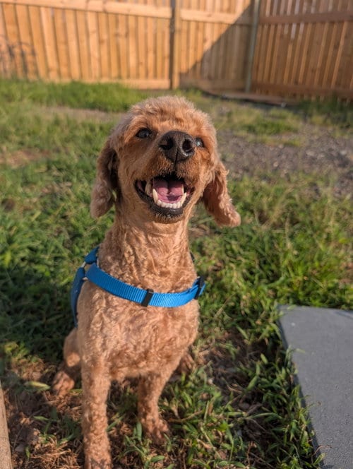 Photo of Pete, adoptable Poodle (unknown type) in Herndon, Virginia