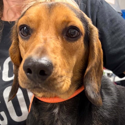 Photo of Hot Rod, adoptable Beagle in Normal, Illinois