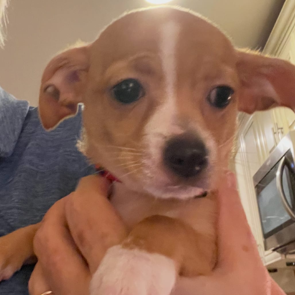 Photo of Betty, adoptable Chihuahua in Georgia, Georgia