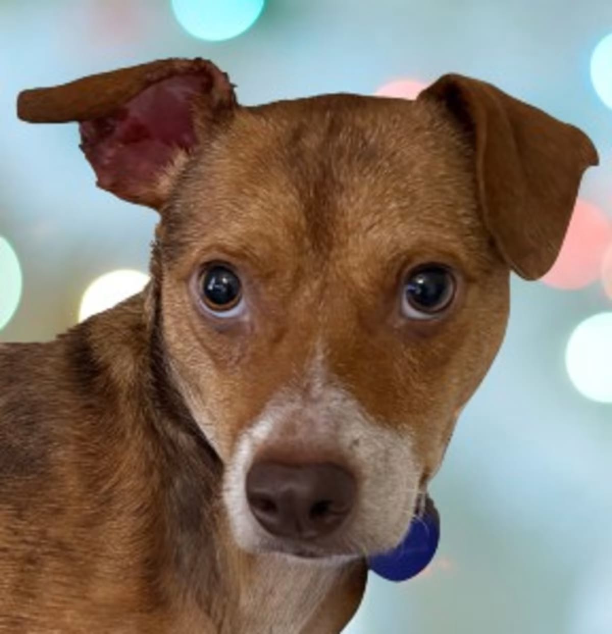 Photo of Piper, adoptable Mixed Breed (Small) in Schaumburg, Illinois
