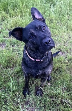 Photo of Linus D5183, adoptable French Bulldog in Fremont, California