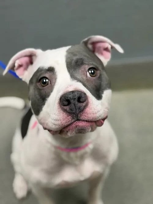 Photo of Patches, adoptable Pit Bull Terrier in Las Vegas, Nevada