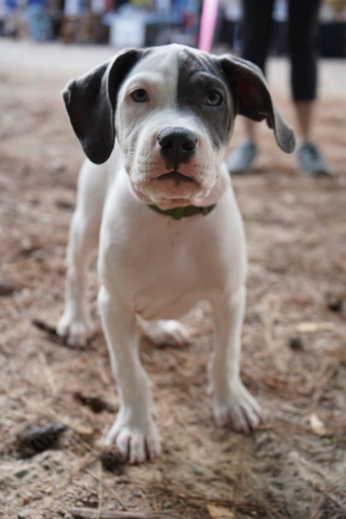 Photo of Thimble - Sewing Litter, adoptable Pit Bull Terrier in Holly Springs, North Carolina