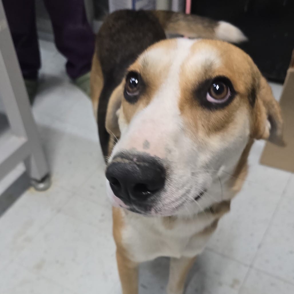Photo of Bagel, adoptable Hound, Black and Tan Coonhound