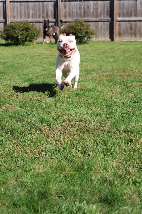 Photo of Smoosh, adoptable Terrier in Waterloo, Iowa
