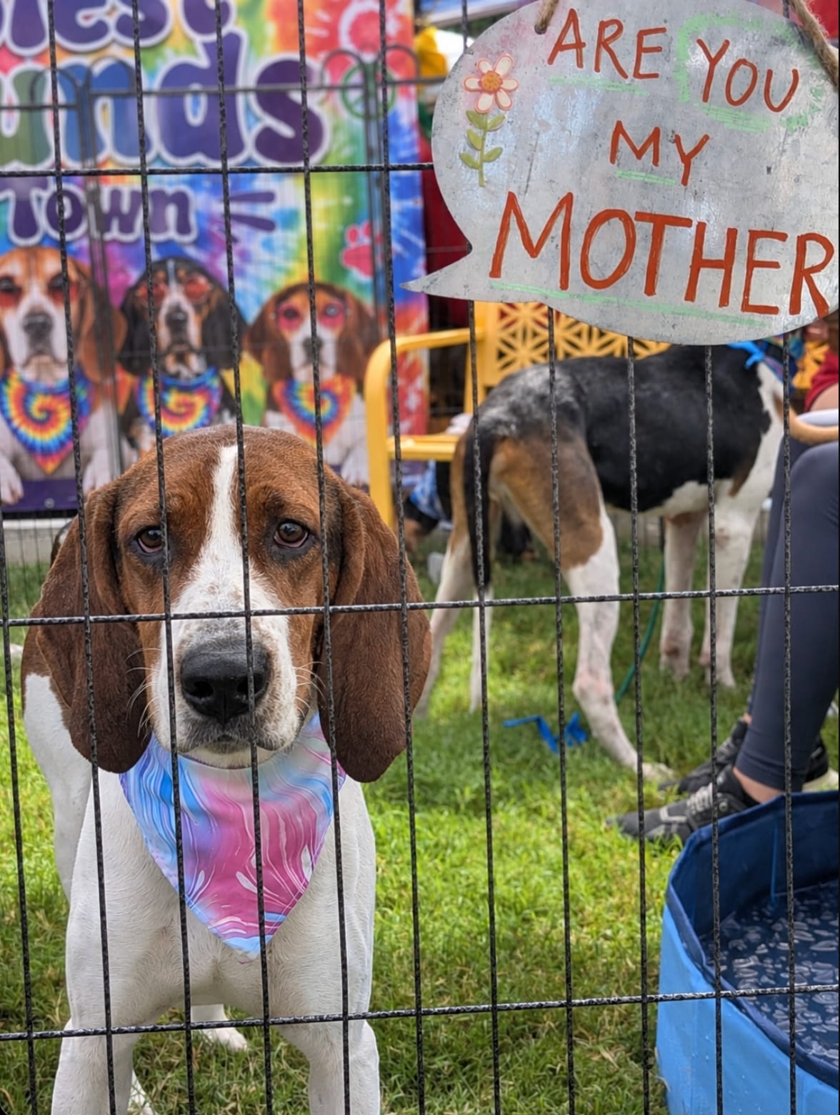 Photo of Silver (Mama), adoptable Treeing Walker Coonhound in Tulsa, Oklahoma