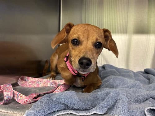 Photo of Ann, adoptable Dachshund in Grand Prairie, Texas