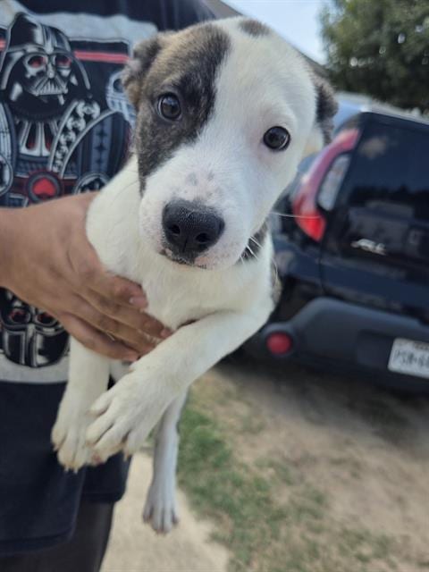 Photo of Angie, adoptable American Bulldog in San Antonio, Texas
