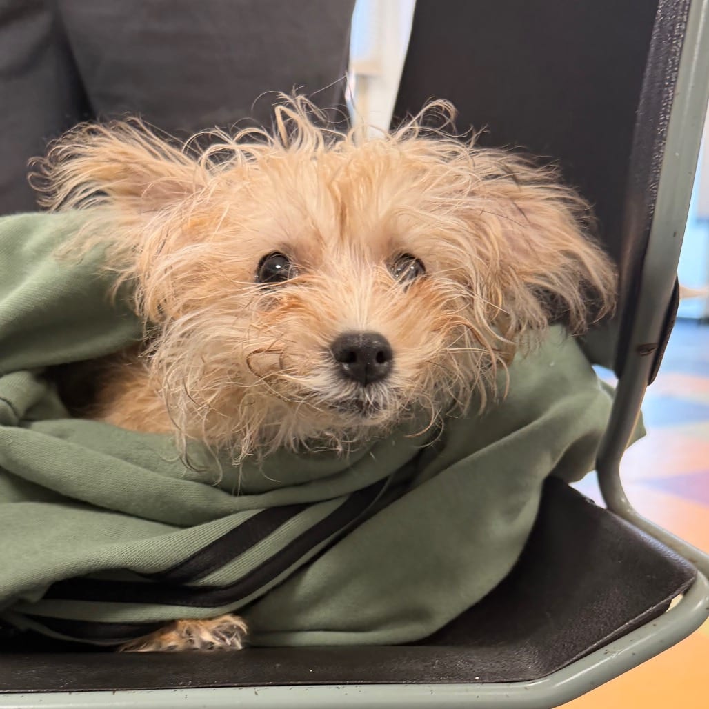 Photo of Mabel, adoptable Poodle, Miniature / Griffon, Brussels in West Chester, Pennsylvania