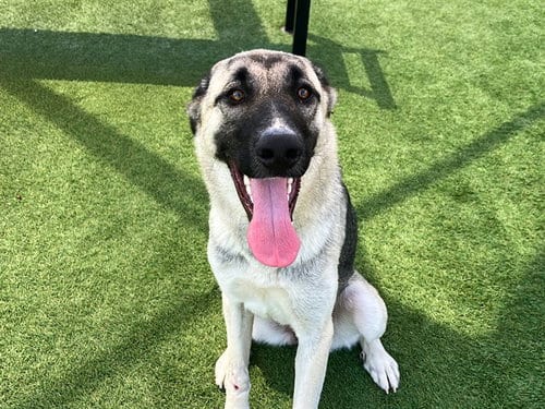 Photo of Dolly, adoptable Anatolian Shepherd in Orange, California