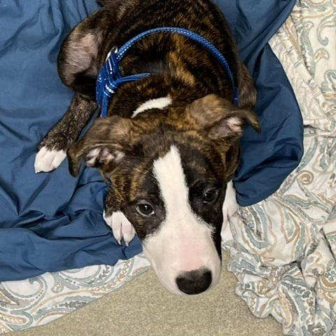 Photo of Goblin, adoptable Terrier, American Pit Bull in Baltimore, Maryland