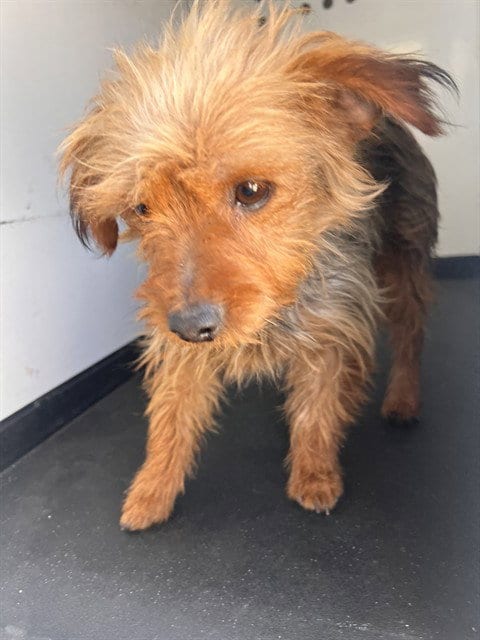 Photo of A172132, adoptable Yorkshire Terrier Yorkie in Bakersfield, California