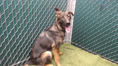 Photo of Sully, adoptable German Shepherd Dog in Downey, California