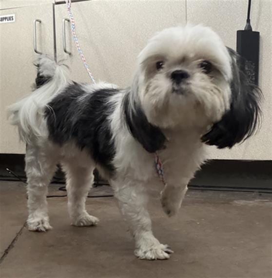 Photo of Marshmallow, adoptable Mixed Breed