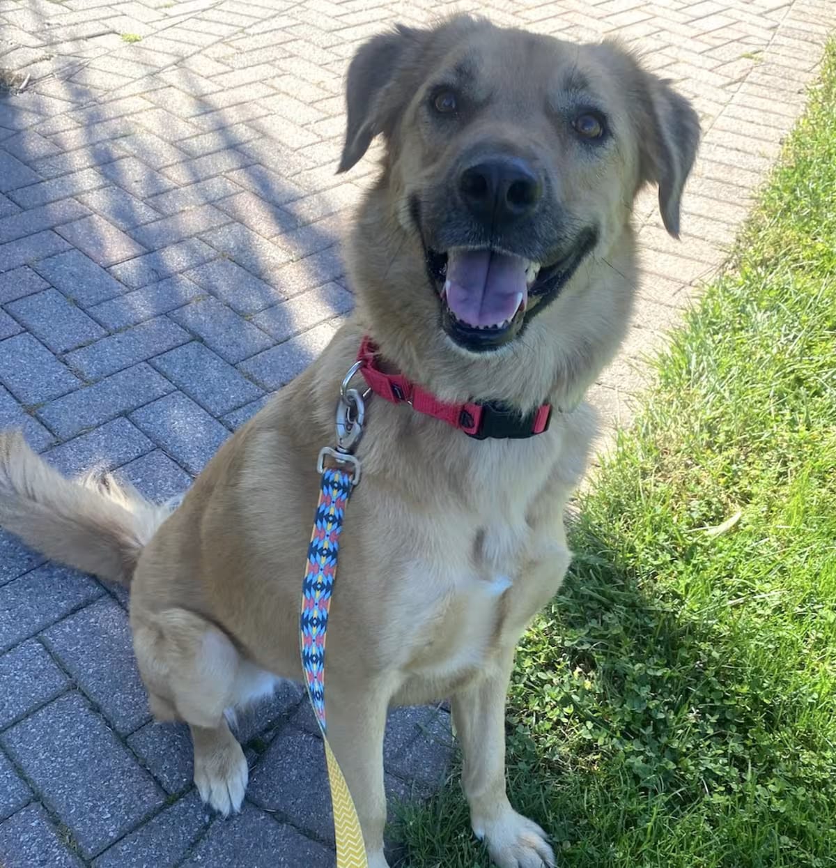 Photo of Pepper, adoptable Golden Retriever/Shepherd (Unknown Type) in Morristown, New Jersey