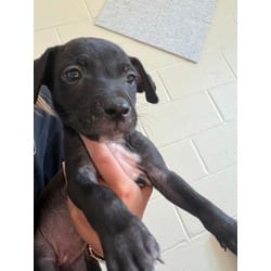 Photo of Carrie White, adoptable Mixed Breed (Medium) in Baton Rouge, Louisiana