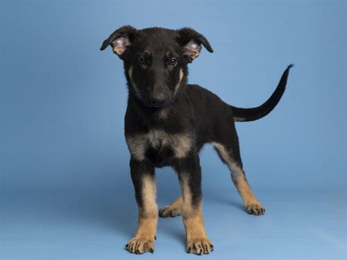 Photo of Chai, adoptable German Shepherd Dog in Phoenix, Arizona