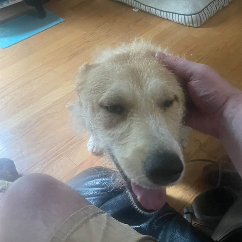 Photo of Greg, adoptable Retriever, Labrador / Mix in Boonville, Missouri