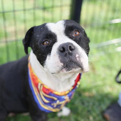 Photo of Bear, adoptable American Staffordshire Terrier in San Antonio, Texas