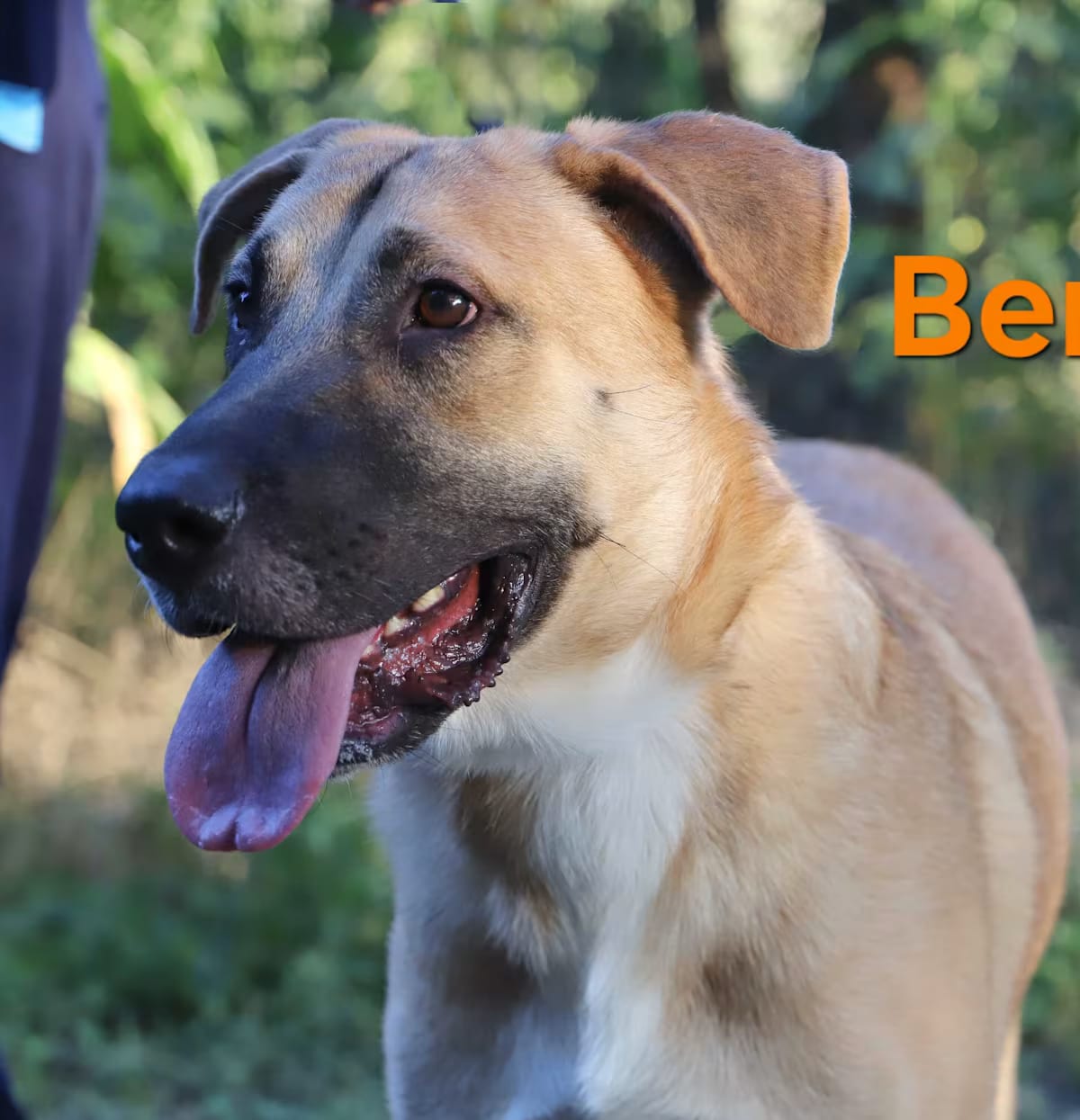 Photo of Bernard, adoptable Shepherd (Unknown Type)/Mixed Breed (Large) in Rowlett, Texas