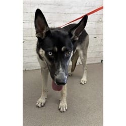 Photo of Calliope, adoptable Husky in San Bernardino, California