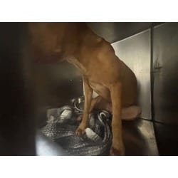 Photo of Joey, adoptable Mixed Breed (Medium) in Baton Rouge, Louisiana