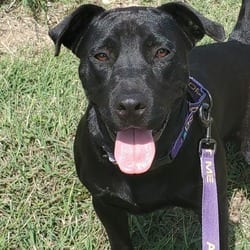 Photo of Evan, adoptable Labrador Retriever American Pit Bull Terrier in Hartford, Connecticut