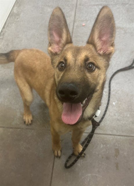 Photo of Swirly, adoptable Belgian Shepherd Malinois in Phoenix, Arizona
