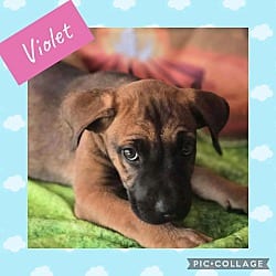 Photo of Violet, adoptable Labrador Retriever in Ringwood, New Jersey