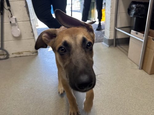 Photo of Phoenix, adoptable Belgian Shepherd Malinois in San Bernardino, California