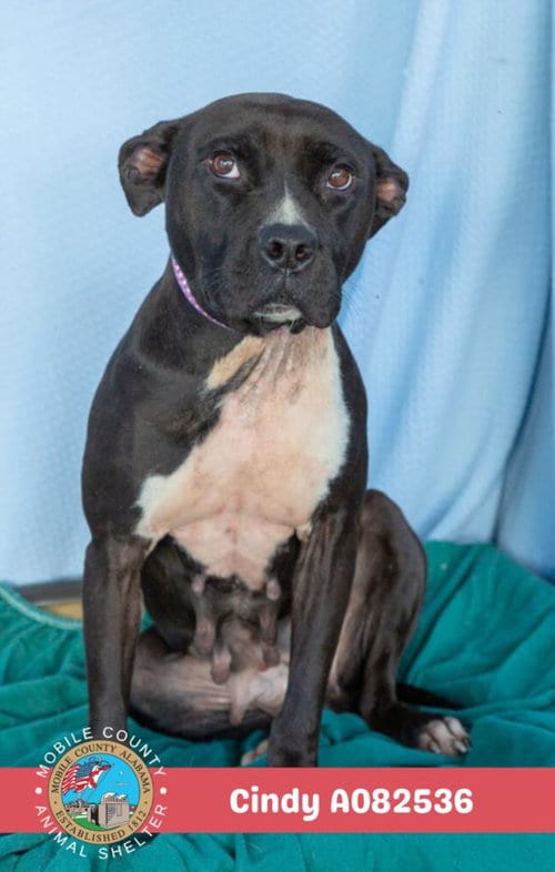 Photo of Cindy, adoptable Bulldog in Mobile, Alabama