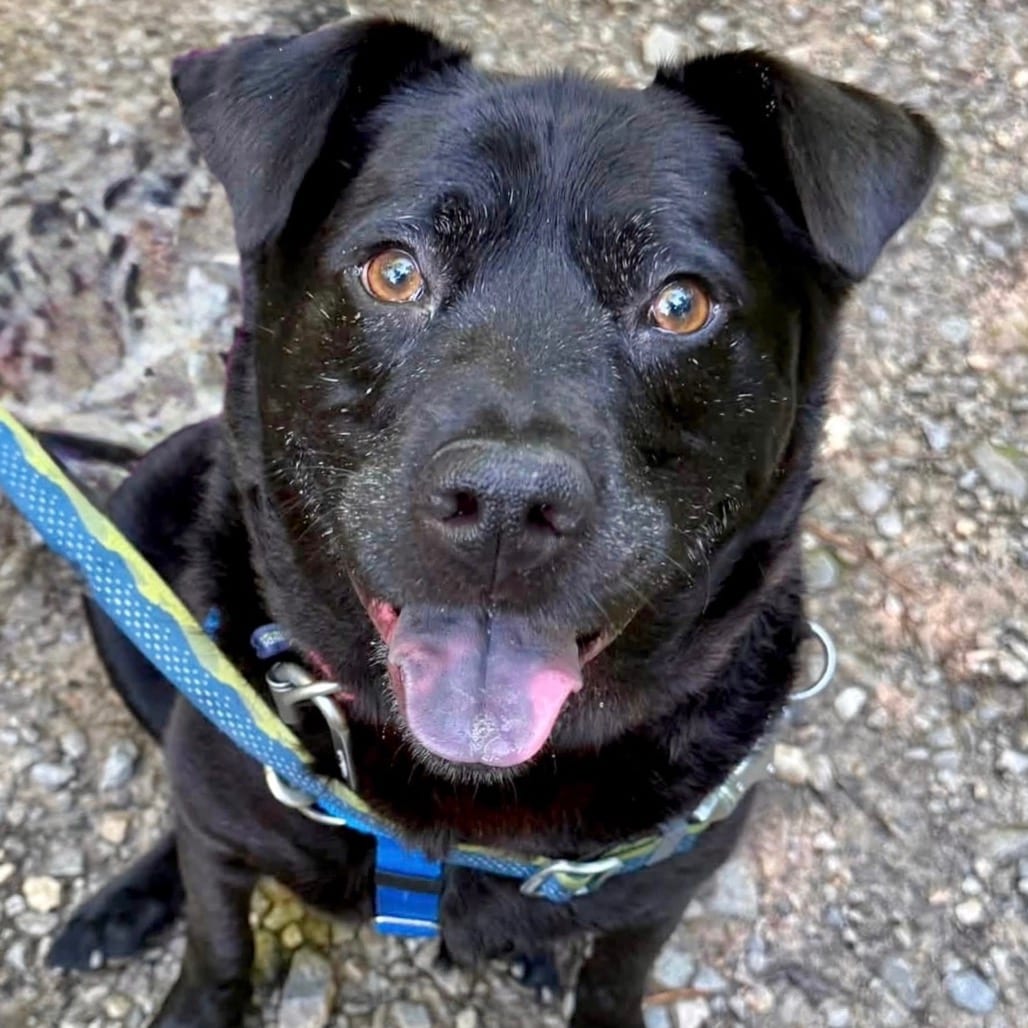 Photo of Bobby, adoptable Mixed Breed (Medium)
