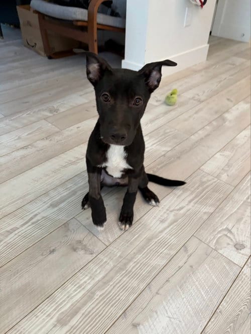 Photo of Ravenclaw, adoptable Labrador Retriever in MIDWAY, Utah