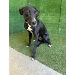 Photo of Khan, adoptable Labrador Retriever in Lancaster, California