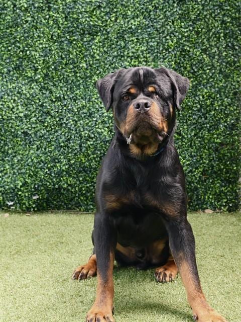 Photo of Goober, adoptable Rottweiler in Naples, Florida