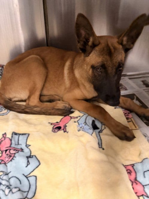 Photo of Hopper, adoptable German Shepherd Dog in Van Nuys, California