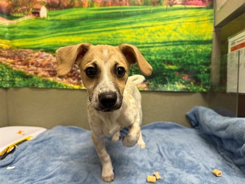 Photo of A554725, adoptable Chihuahua in Moreno Valley, California