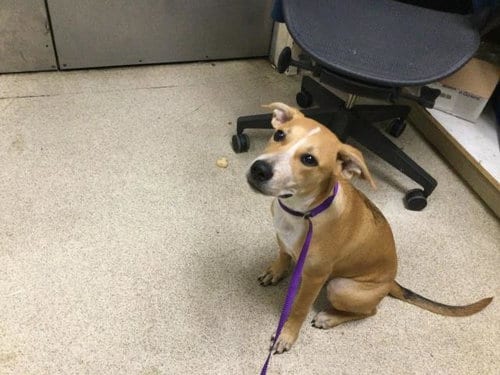 Photo of Hunter, adoptable German Shepherd Dog in Riverside, California