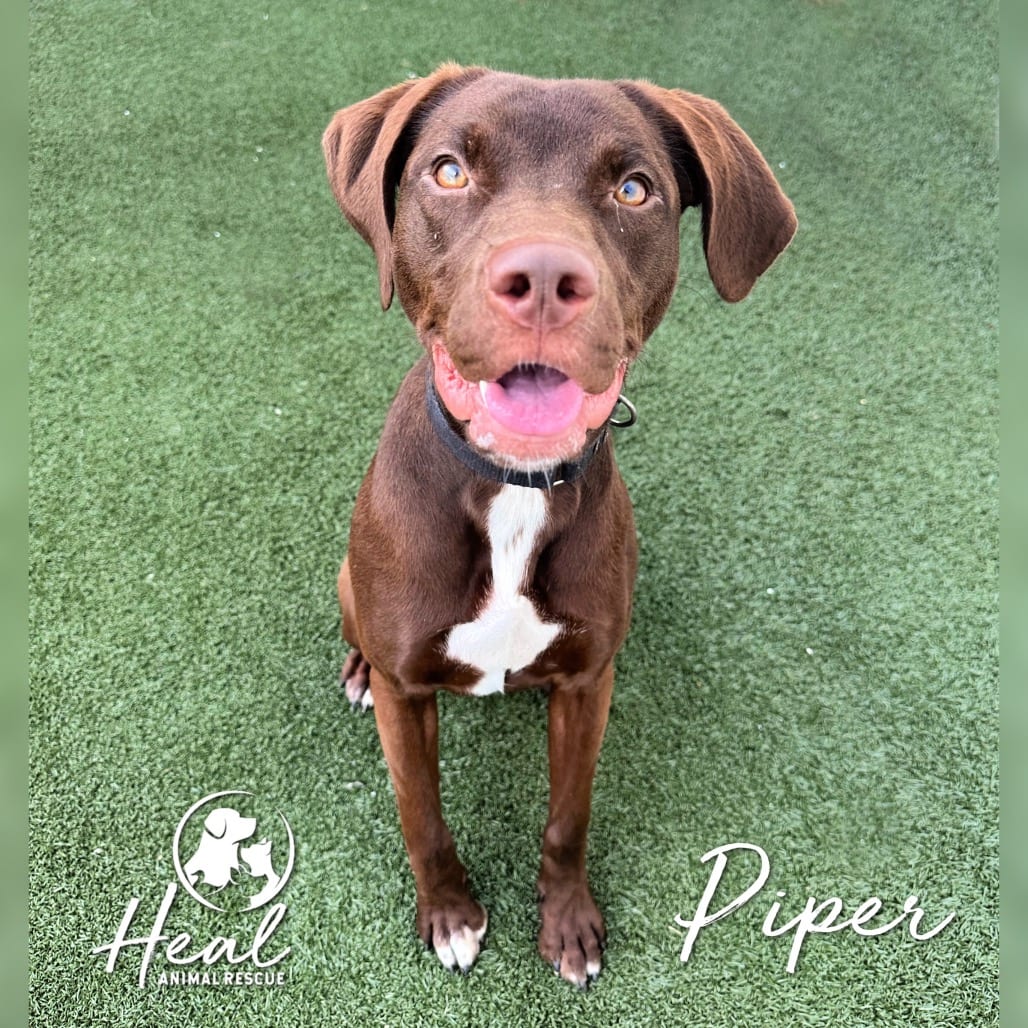 Photo of Piper, adoptable Retriever, Chocolate Labrador / Mixed Breed (Medium) in Youngwood, Pennsylvania