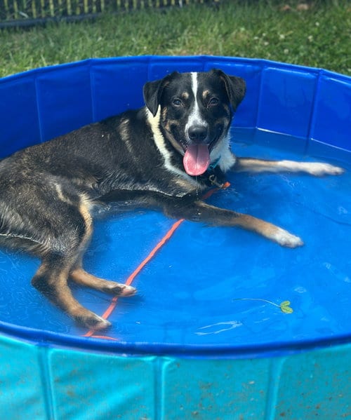 Photo of Kringle, adoptable Unknown breed in Weaverville, North Carolina