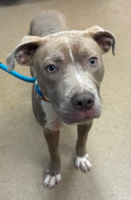 Photo of Barry, adoptable dog in Chamblee, Georgia