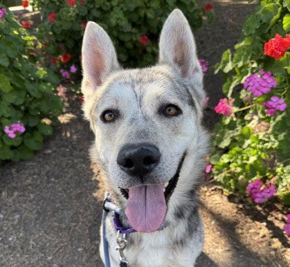 Photo of Niall, adoptable Siberian Husky in Martinez, California